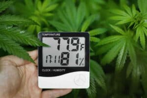 Read more about the article Funk Thermometer Gewächshaus