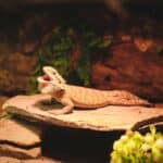 Wo im Terrarium sollte ich das Hygrometer platzieren?