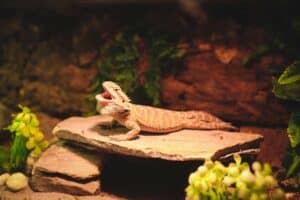 Read more about the article Thermo Hygrometer Terrarium